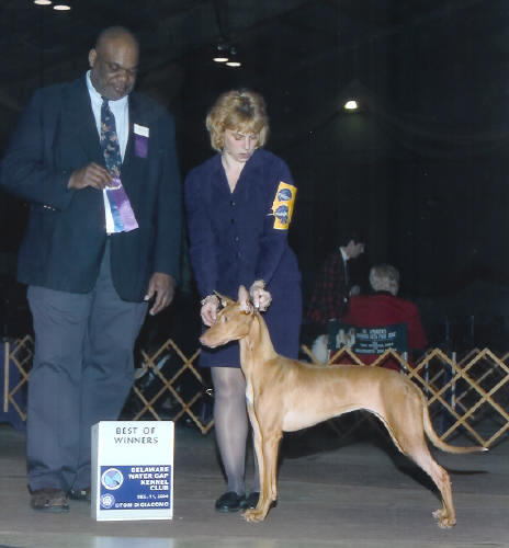 This is Lehigh Valley Kennel Club on 11 December 2004 Best of Winners. This was also her first 'major.