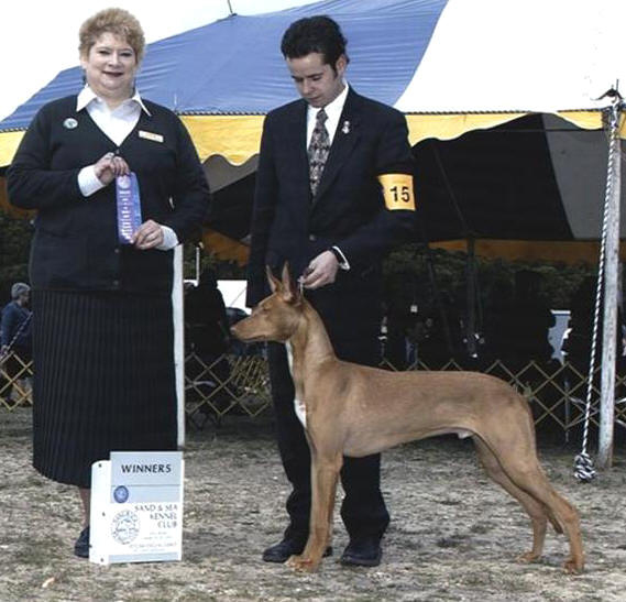 Neo at 8 months old going Winners Dog