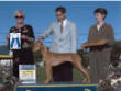 Best of Winners, PHCA Supported entry, Central NJ Hound Show 2001.