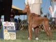 BOS in PHCA Sweepstakes at 6 ½ months old. 