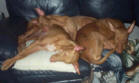 That is Trinity, Cadie and Scarlett on Michell DeLucas sofa.