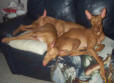 That is Trinity, Cadie and Scarlett on Michell DeLucas sofa.