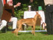 05.09.2004 Dog Show in Denmark - CAC, BOS