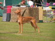 27.08.05 - Ex-1, VDH-CH-A. CAC, 2nd best male