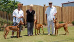 Reign, Pickles and Bogie - UKC Perry show 2007