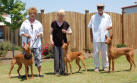 Reign, Pickles and Bogie - UKC Perry show 2007