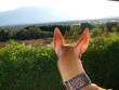 Jazzy checkin' out the Desert